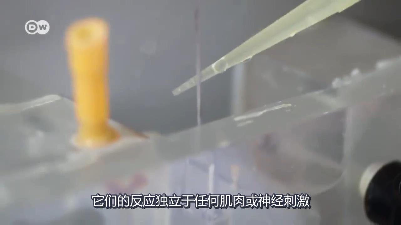 筋膜研究