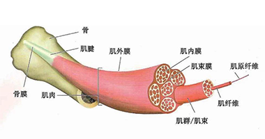 从肌肉到肌筋膜单元