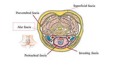 翼状筋膜——口咽感染的抵抗卫士